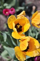 żółty tulipan - obrazy, fototapety, plakaty