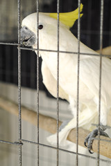 white bird in the cage