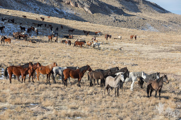 Herd of Wild Horses in the Utah Desert in Winter