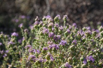 Mediterranean mackie flora on the hillside