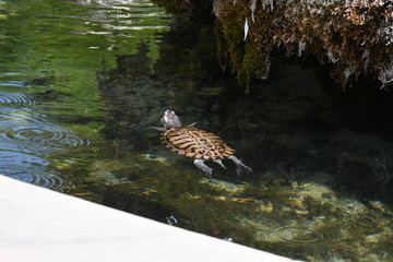 Wasserschildkröten in stadtpark auf vermoosten stein