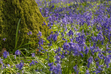 Flowering bluebells near a moss covered tree. Low level shot.