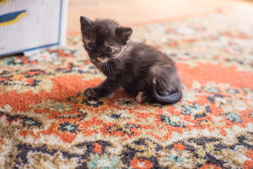 Little cute black and red kitten with blue eyes plays on the floor at home