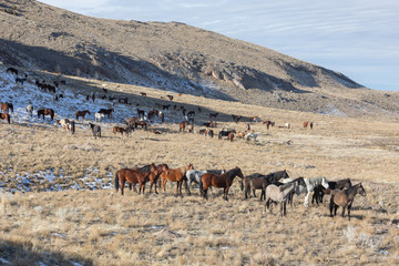 Fototapeta na wymiar Herd of Wild Horses in the Utah Desert in Winter