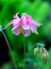 beautiful pink flower in summer garden