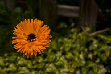 Obraz premium orange marigold callendula on abstract background