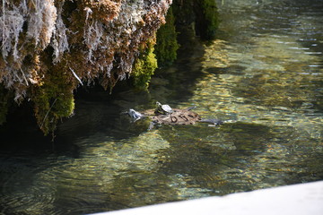 Wasserschildkröten in stadtpark auf vermoosten stein