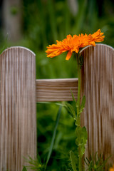 orange marigold  callendula on abstract background