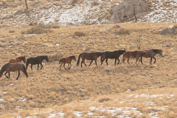 Herd of Wild Horses in the Utah Desert in Winter