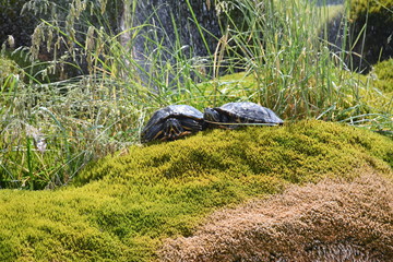 Wasserschildkröten in stadtpark auf vermoosten stein