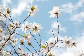 Magnolia blooming flowers