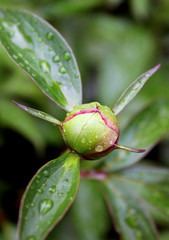 beautiful pink indoor peony spring garden