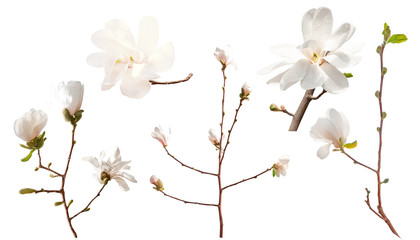 Magnolia branch isolated