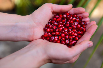 Pomegranate seeds in woman's palms close up. Female hands holding garnet grain top view.