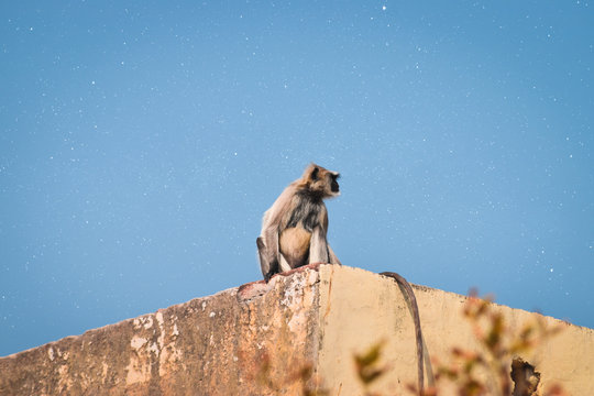A Gray langur sitting on a wall.