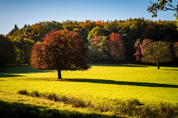 Baum auf einer gr&uuml;nen Wiese