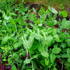 young green pea summer garden