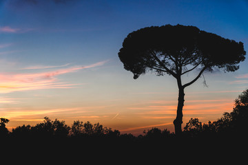 Blazing, colorful sunset silhouetted trees. Copy space, Italy