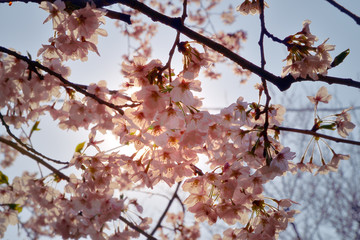 【神奈川県】横須賀市　諏訪大神社の桜
