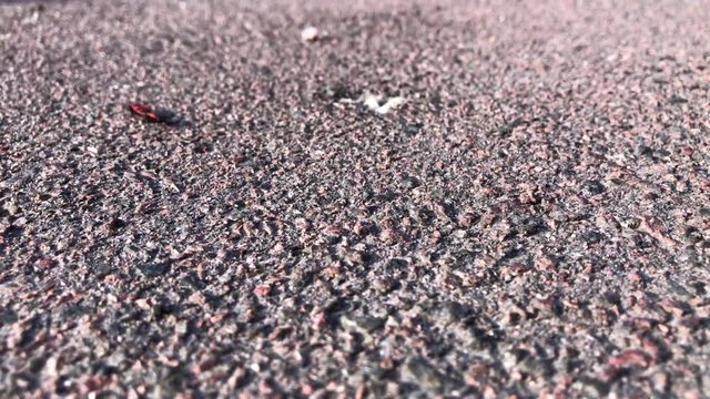 Two small red beetles firebug pull each other top view