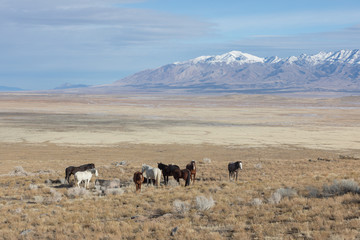 Herd of Wild Horses in the Utah Desert in Winter