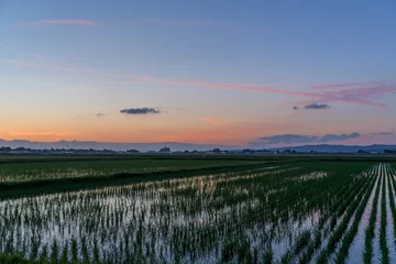 Foto op Canvas 夕暮れ時の水田 rice field at sunset © kazuya asizawa