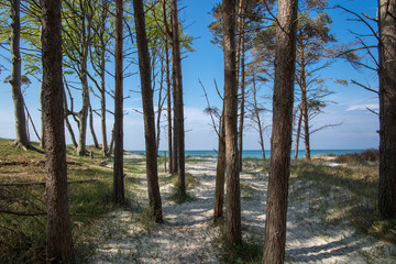 beach at the baltic sea with forest