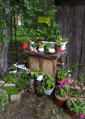 summer garden flowers in pots