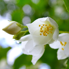 spring flower jasmine