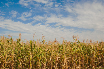 corn field against the blue sky with clouds
