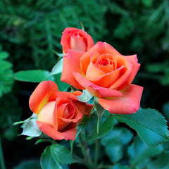 orange flower rose garden