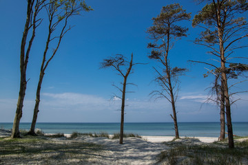 Fototapeta na wymiar beach at the baltic sea with forest