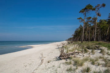 beach at the baltic sea with forest