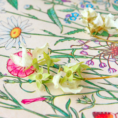 dried flowers jasmine herbarium