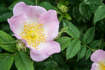 Dog rose, wild rose, rosa canina in bloom