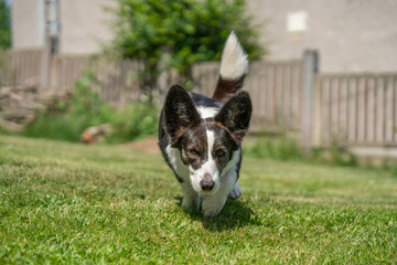 Welsh Corgi Cardigan tricolor with brindle points, running in garden