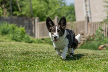 Welsh Corgi Cardigan tricolor with brindle points, running in garden