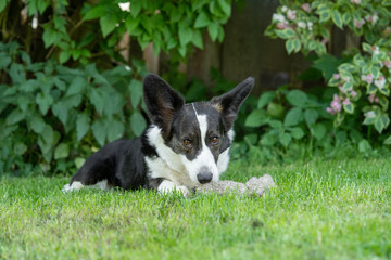 Welsh Corgi Cardigan tricolor with brindle points