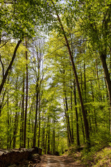 Obraz premium Tree lined pathway in the forest in summer in Spessart, Bavaria, Germany. Hiking in the woods on a sunny day