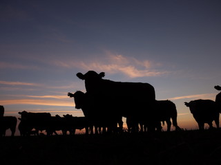 Cows Sunrise