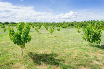 Fototapeta na wymiar Mango orchards asia Thailand.