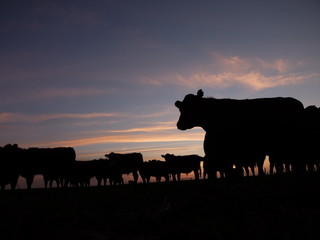 Fototapeta na wymiar Cows Sunrise