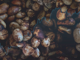 civet coffee roasted bean tea color and black color product sale business up and grow up of Thailand