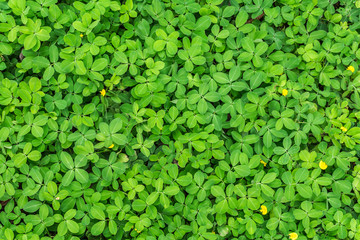 green leaf background