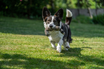 Welsh Corgi Cardigan tricolor with brindle points, running in garden