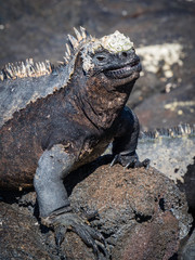 marine iguanas sunbathing near Galapagos Islands, Ecuador