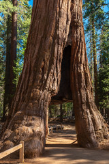 Giant Sequoia tree in Mariposa Grove, Yosemite National Park, California, USA