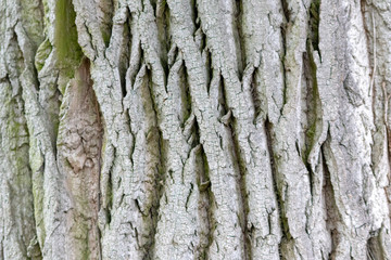 Rauhe Baumrinde bildet einen schönen natürlichen und ökologisch nachhaltigen Hintergrund