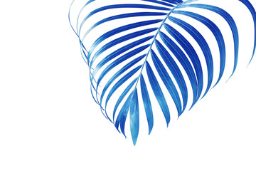 Tropical Palm Leaf in Blue Tone Color Isolated on White Background