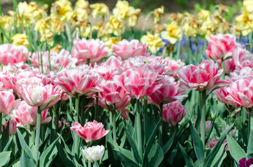 Naklejka na ściany i meble large blooming flower bed with pink hybrid tulips